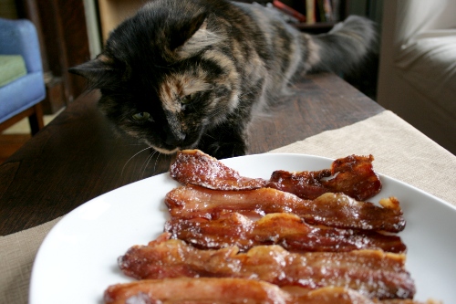 candied bacon